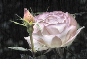25th Jul 2015 - Poetic License with a Rose 2
