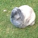 Rabbit just chilln' by cataylor41