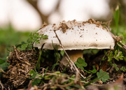 25th Jul 2015 - Mushroom
