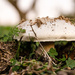 Mushroom by salza