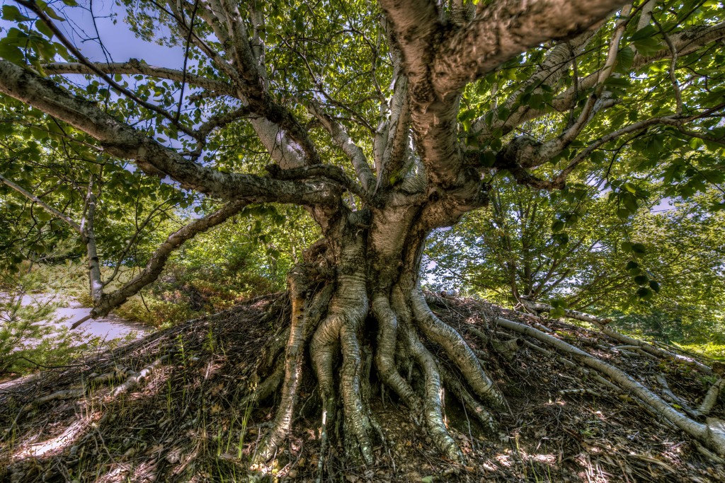 Old Birch Tree by taffy