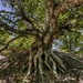 Old Birch Tree by taffy