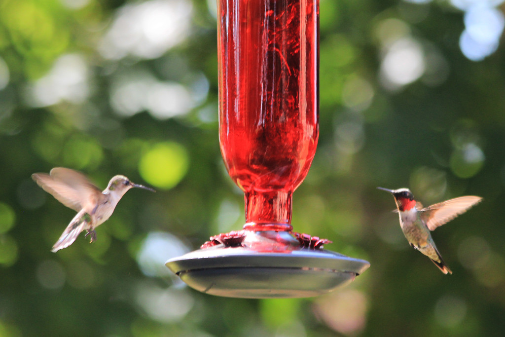 First One to the Feeder Wins! by milaniet