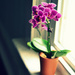 Mini Moth Orchid by mhei