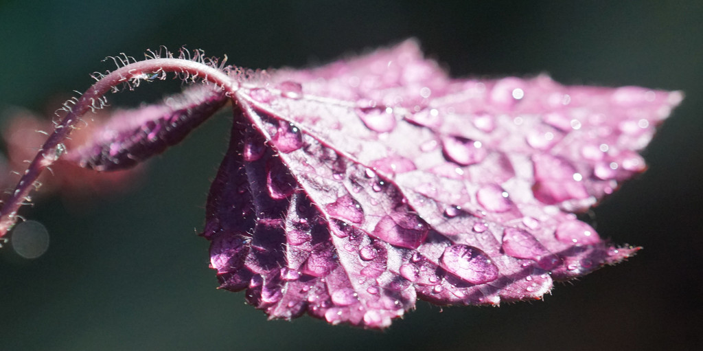 coral bell leaf by amyk