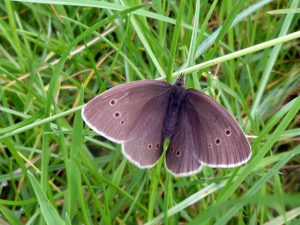 Butterfly by shirleybankfarm