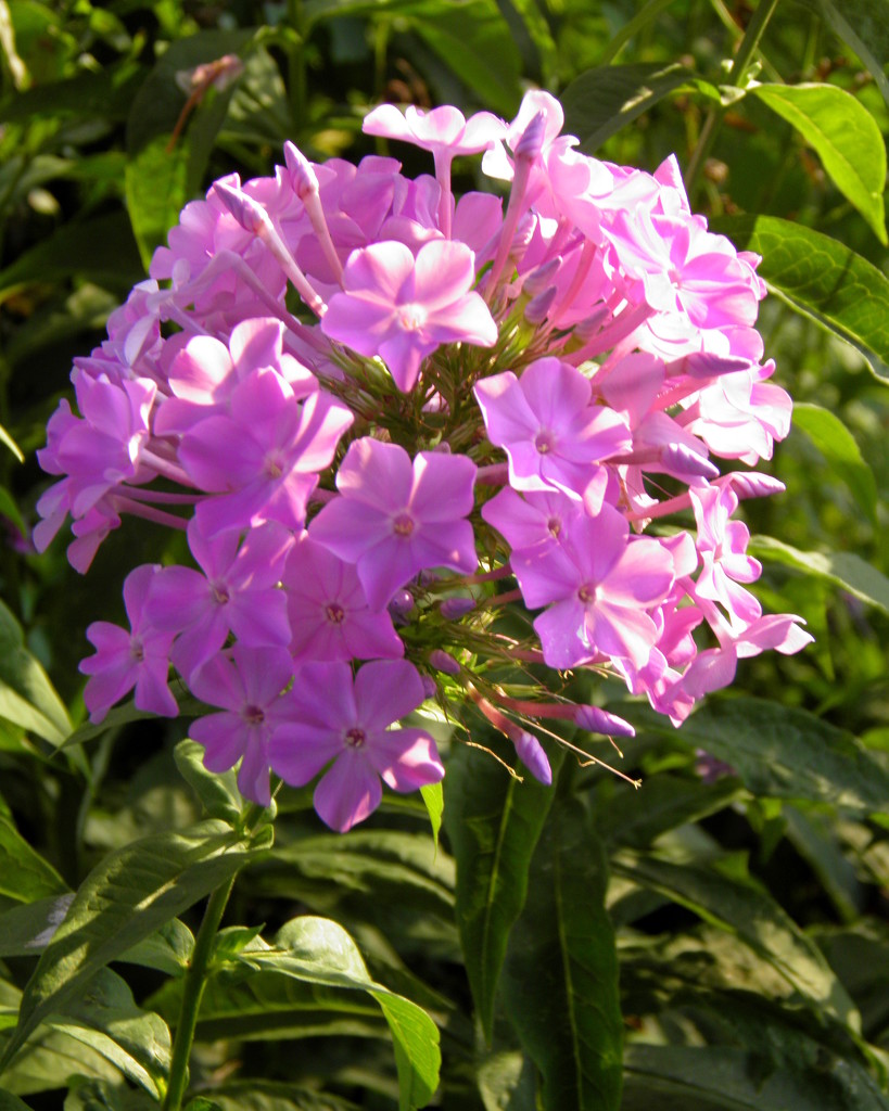 Phlox in the morning by daisymiller