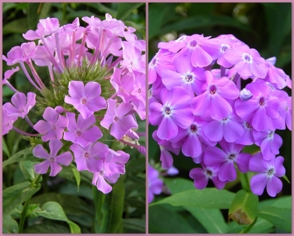 Two Phlox by daisymiller