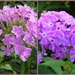 Two Phlox by daisymiller