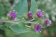 25th Jul 2015 - Burr Flowers