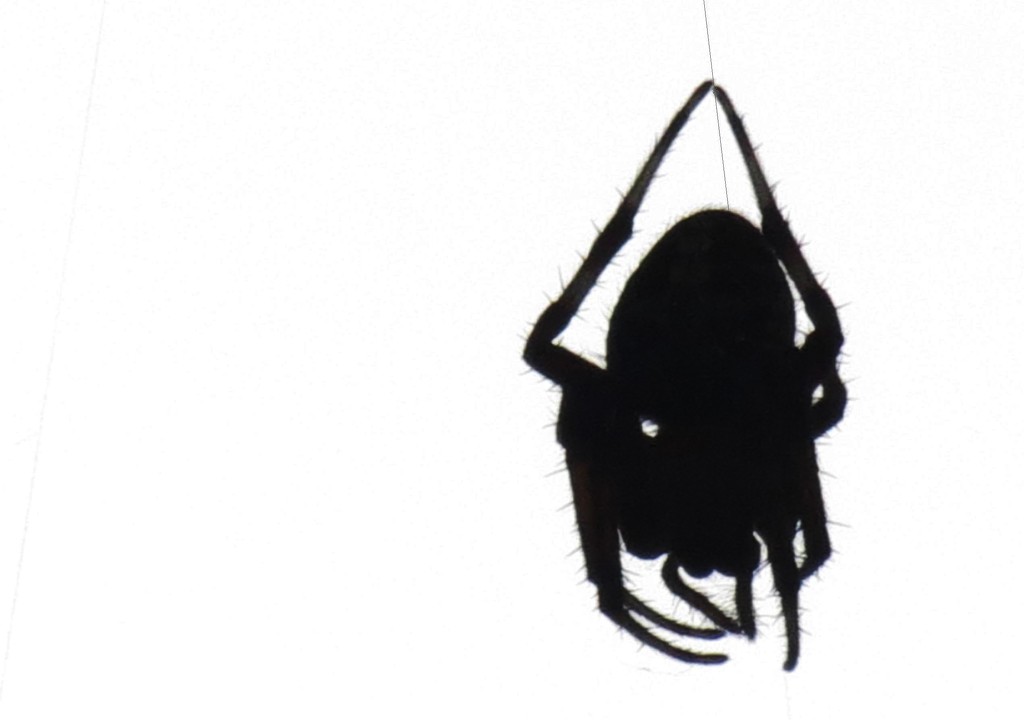 Hanging On By A Thread by grammyn