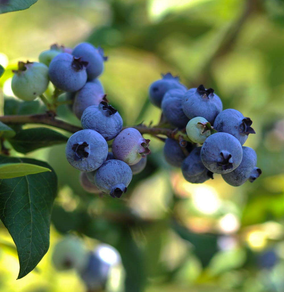 Blueberry picking by loweygrace