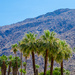 Palm Springs PALM TREES! by gigiflower
