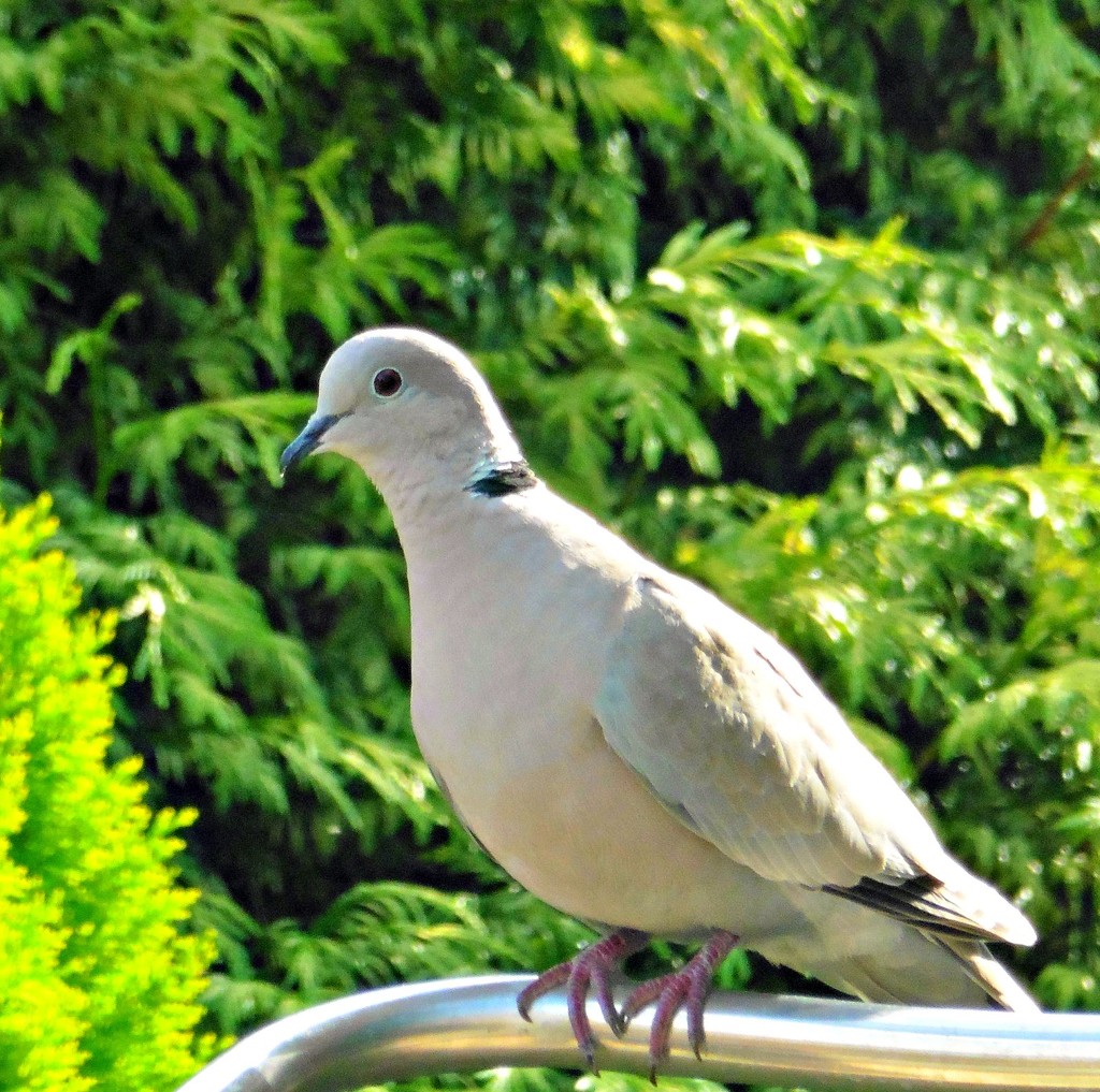 Collared Dove by wendyfrost
