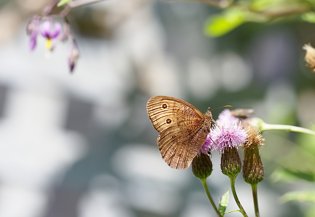 Brown Moth by gardencat