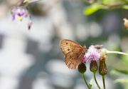 26th Jul 2015 - Brown Moth