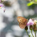 Brown Moth by gardencat