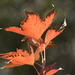 Leaves DSC_5603 by merrelyn