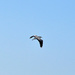 Heron in flight by philbacon