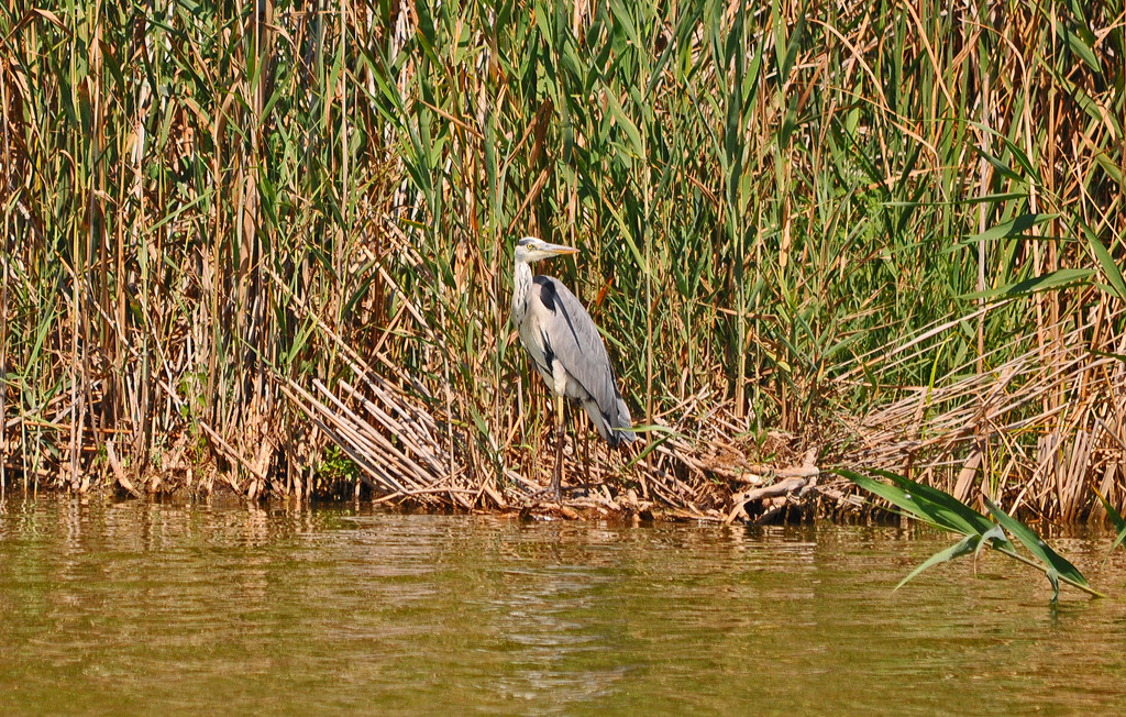 Heron on its nest by philbacon
