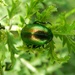 Tansy Beetle by fishers