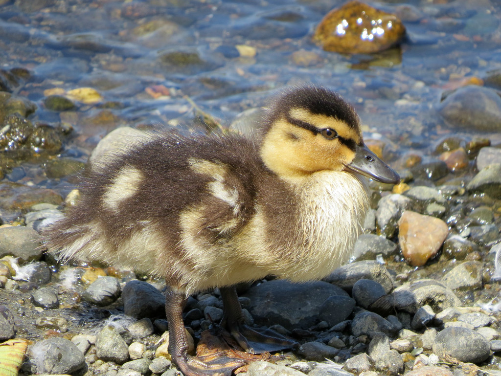 Duckling by seattlite