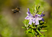 26th Jul 2015 - Bee Flying, tick the bucket list!