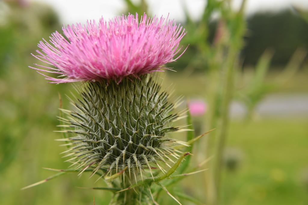 Thistle by christophercox