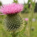 Thistle by christophercox