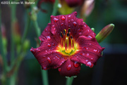 26th Jul 2015 - Lily After the Rain