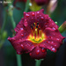 Lily After the Rain by falcon11