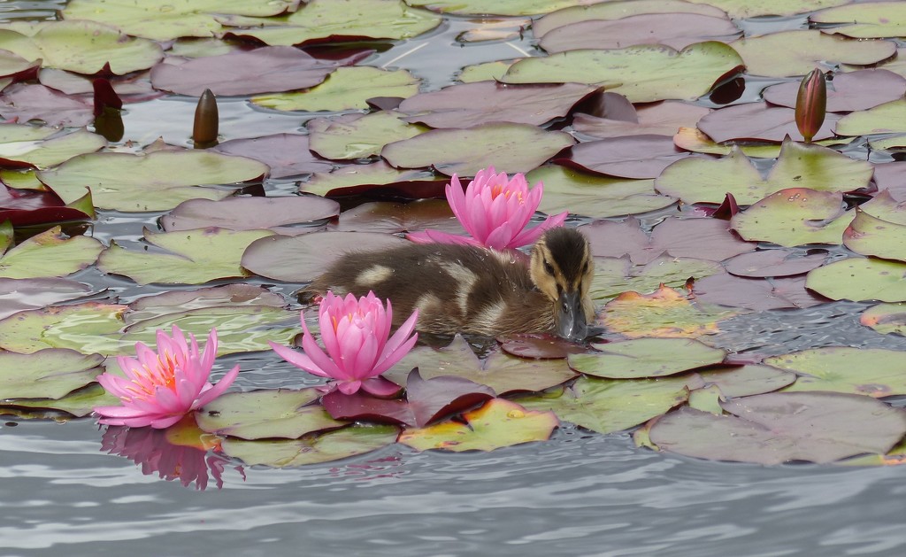  Duckling and Lilies by susiemc