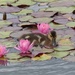  Duckling and Lilies by susiemc