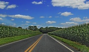 25th Jul 2015 - Surrounded By Corn