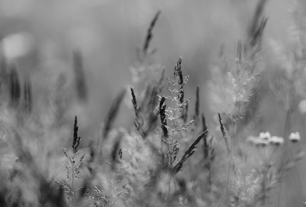 Black and White Grass by motherjane