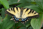 26th Jul 2015 - Eastern Swallowtail (female)