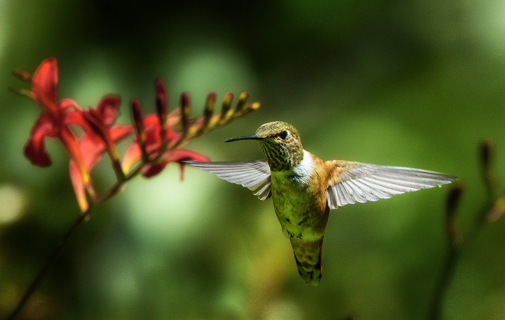 Hummer with Spread Wings in Lucifer by jgpittenger