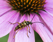 26th Jul 2015 - Just Hanging Out on a Coneflower