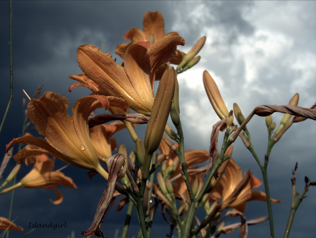 Lilies in the Clouds   by radiogirl