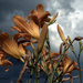Lilies in the Clouds   by radiogirl