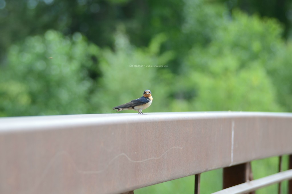 barn swallow... by earthbeone