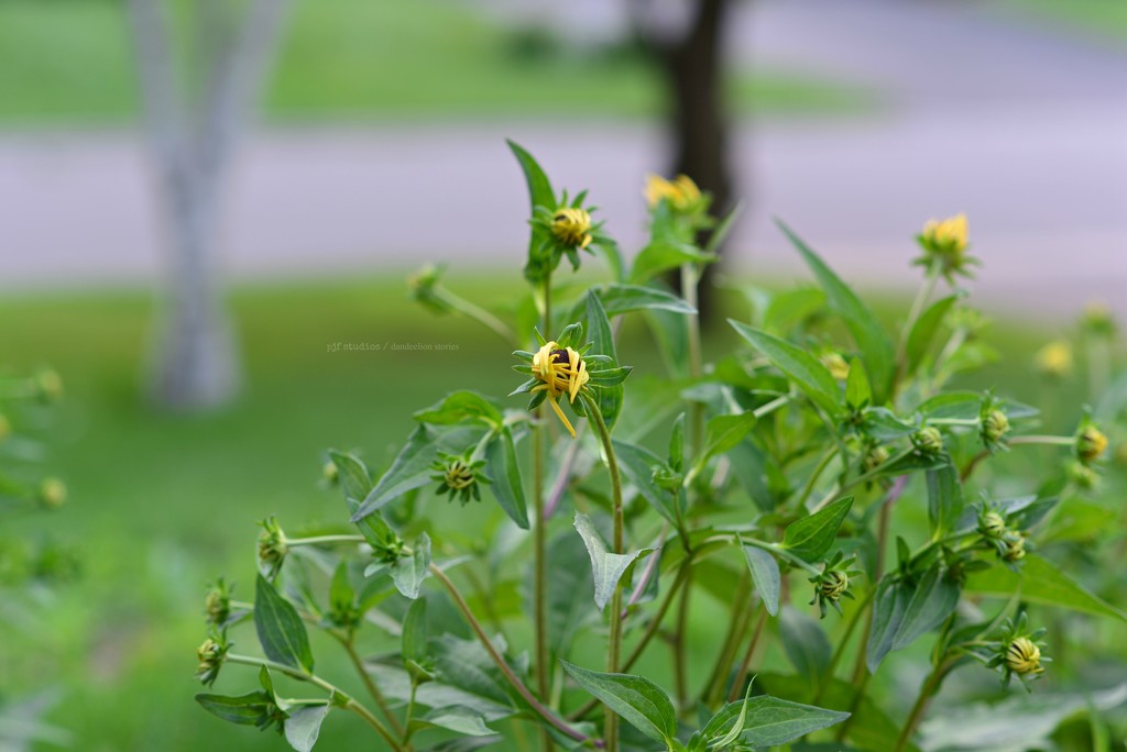 black-eyed susans... by earthbeone