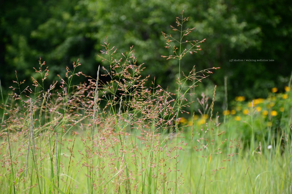 grass... by earthbeone