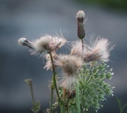 26th Jul 2015 - Wildflowers Going Wild