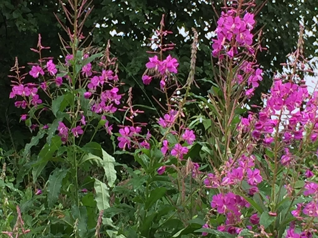 Fireweed by jetr