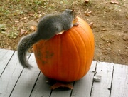 10th Nov 2010 - Squirrels Are Weird