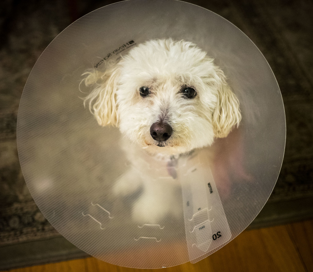 The Cone of Shame by rosiekerr