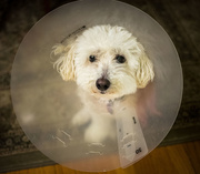 26th Jul 2015 - The Cone of Shame