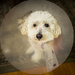 The Cone of Shame by rosiekerr