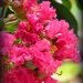 Crepe Myrtle by daisymiller